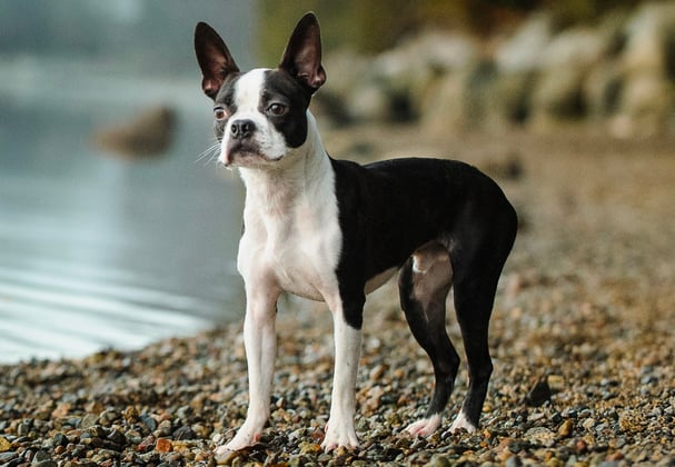 A boston terrier standing next to the sea.