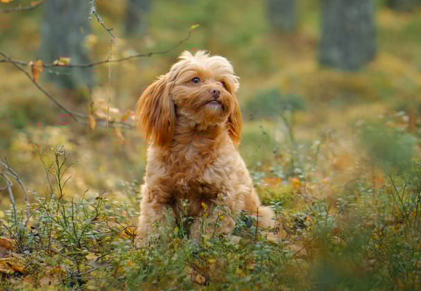 A maltipoo sitting in a field of flowers.