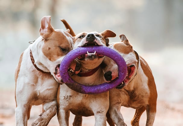 Four staffordshire bull terriers playing with a plastic ring.