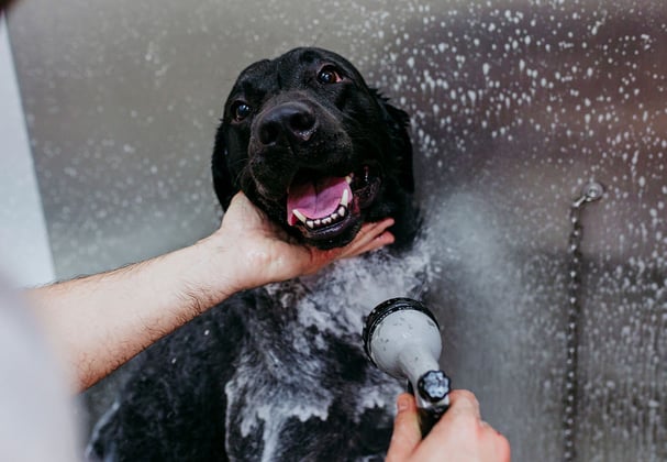 A black Labrador Retriever being sprayed with shampoo and water by a dog groomer