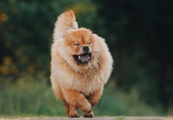 A Chow Chow running outdoors.