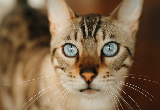 a bengal cat with bright blue eyes