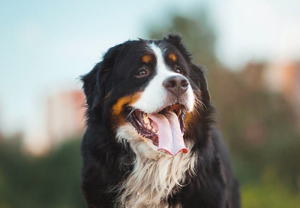 A BMD sticking his tongue out.