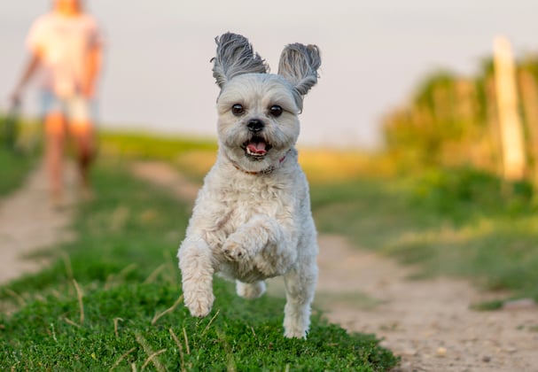 a shih tzu bounding along a path in front of its owner