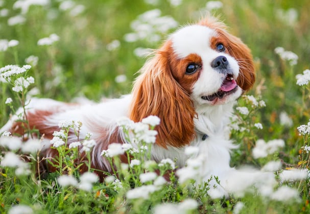 White and orange King Charles Spaniel sitting in long grass and flowers