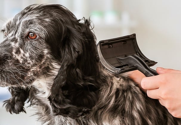 A Sprocker Spaniel getting a brush