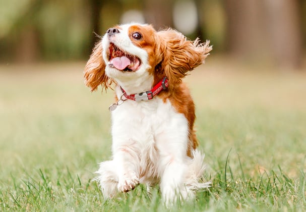 orange and white cavalier king charles spaniel jumping on grass with mouth open
