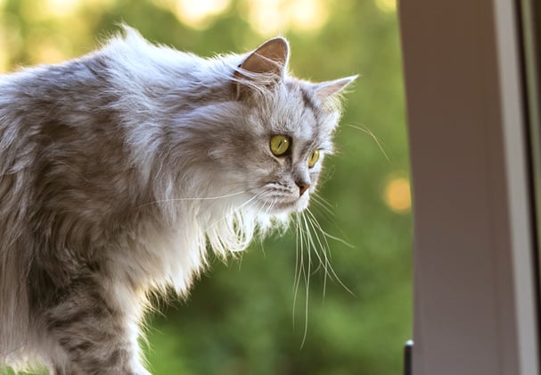 A cat looking out of the window.