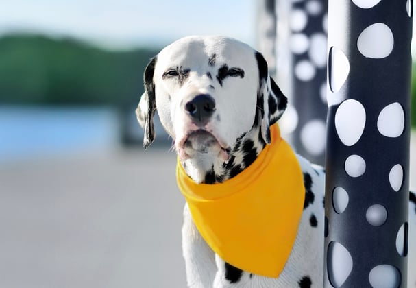 Dalmatian wearing yellow scarf standing next to black and white spotted poles