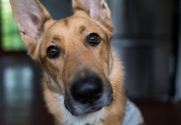 A dog looks curious and inquisitive 