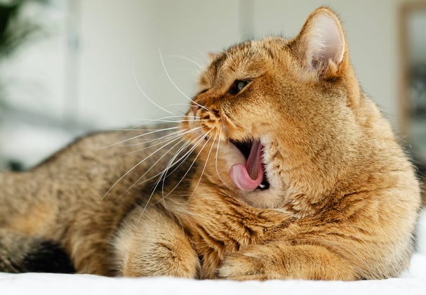 A brown british shorthair yawning with its tongue extended.