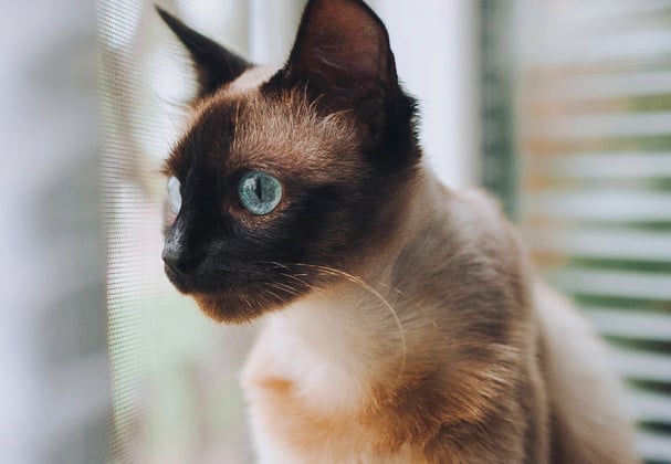 A Siamese cat sat down next to window blinds.