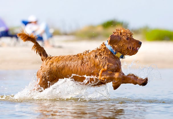 A goldendoodle running through shallow water at the beach.