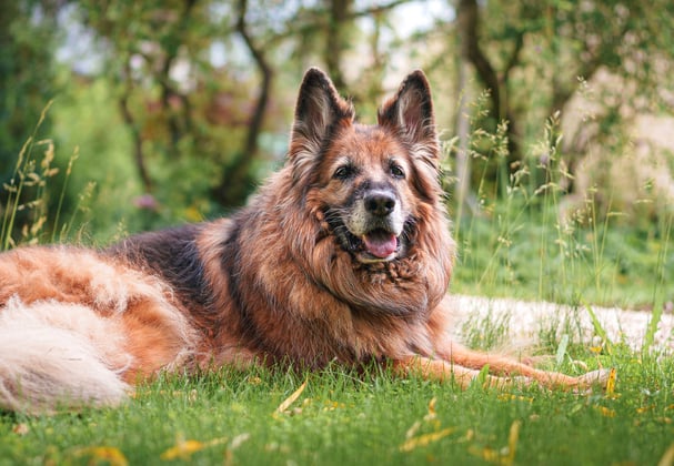 A german shepherd laying in a garden of long grass.