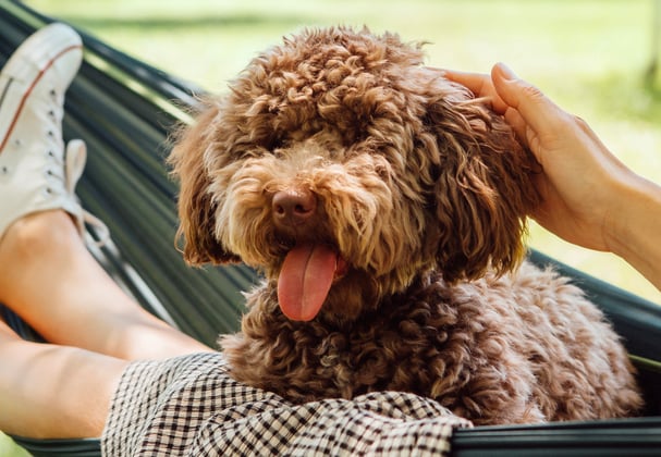Cockapoo sitting in hammock with owner