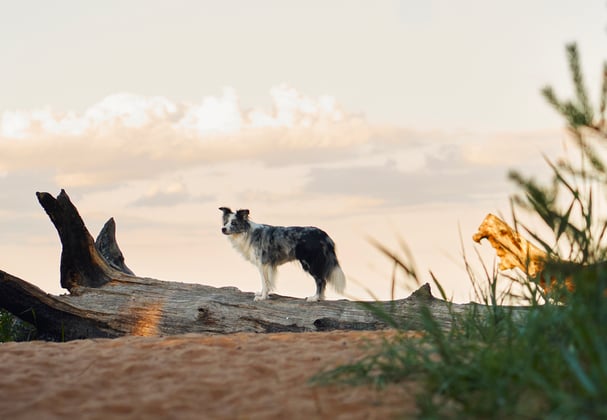 A border collie standing on a fallen tree.