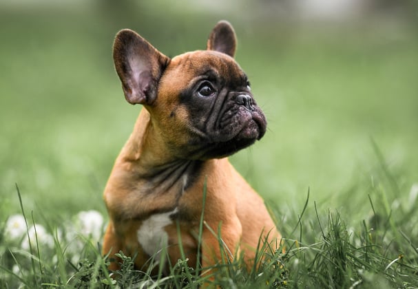 A young french bulldog sitting on grass.