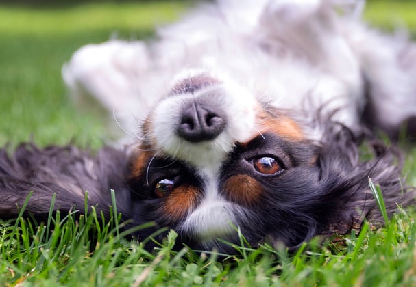 tricolour cavalier king charles spaniel lying on back on grass
