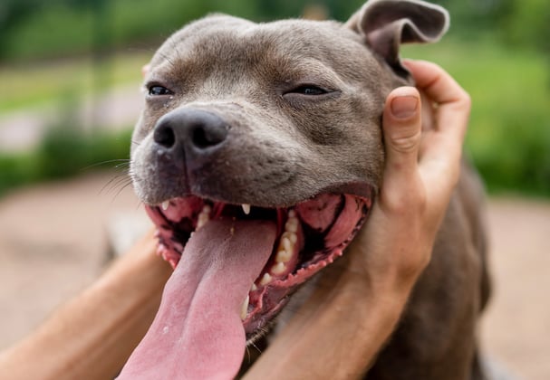 A person scratching the ears of a staffordshire bull terrier.