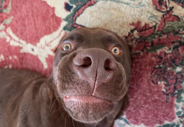 A close up of a silly chocolate Labrador Retriever laying on a carpet