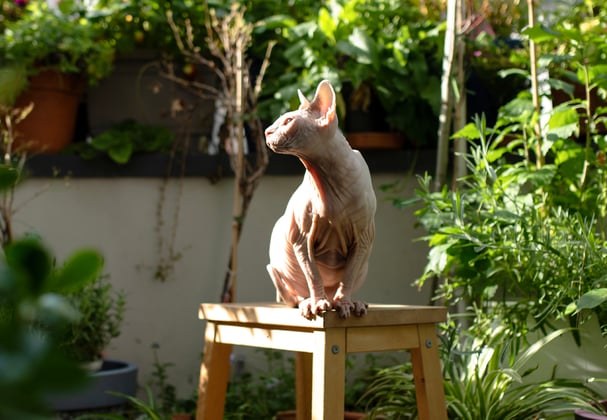 A sphynx cat sitting on a stool in a garden.
