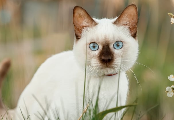 A Siamese kitten sitting next to white blossom.