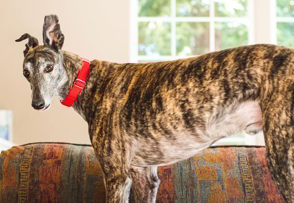 A greyhound standing on a couch.