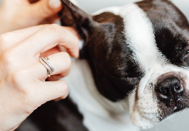 A boston terrier having its ears cleaned.