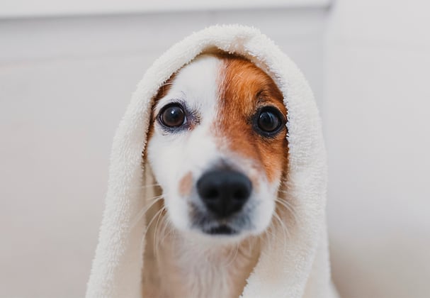 A Jack Russell Terrier swaddled in a towel after being groomed
