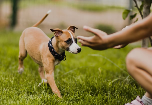 A puppy whippet running towards their owner.