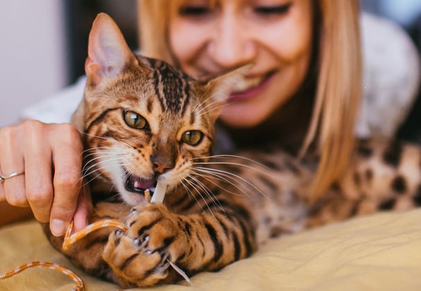 A bengal cat chewing on a cat toy held by its owner.