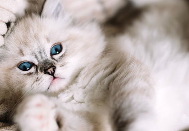 A ragdoll kitten laying on her back on a cushion.