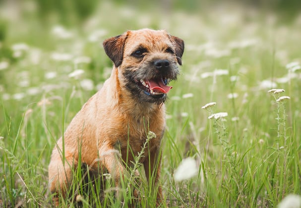 A border terrier sitting among a field of white flowers.