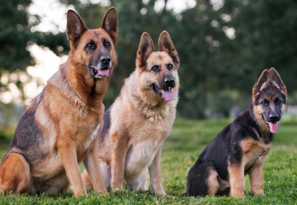 A group of German Shepherds lined up together sitting in a park.
