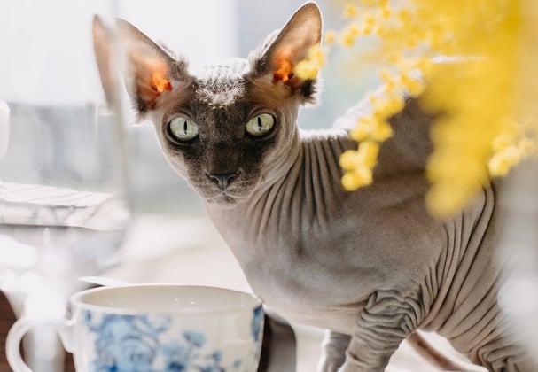A sphynx cat on a table surrounded by cups and glasses.
