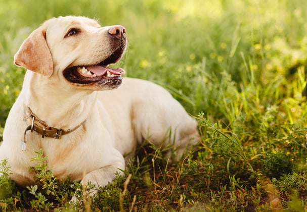 A labrador laying in the grass looking up.