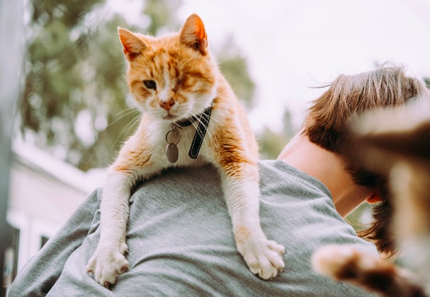 A one-eyed cat sitting on a man's back.