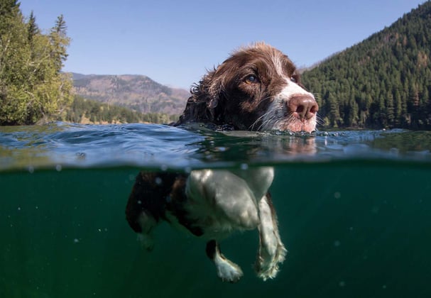 A brown and white Cocker Spaniel swimming through deep water.
