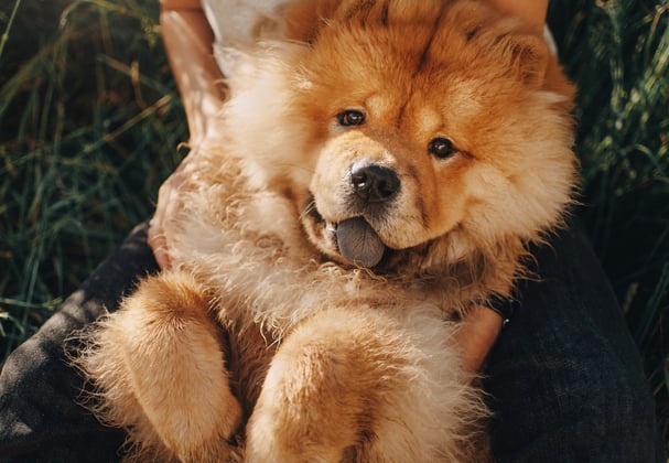 A Chow Chow laying down in grass.