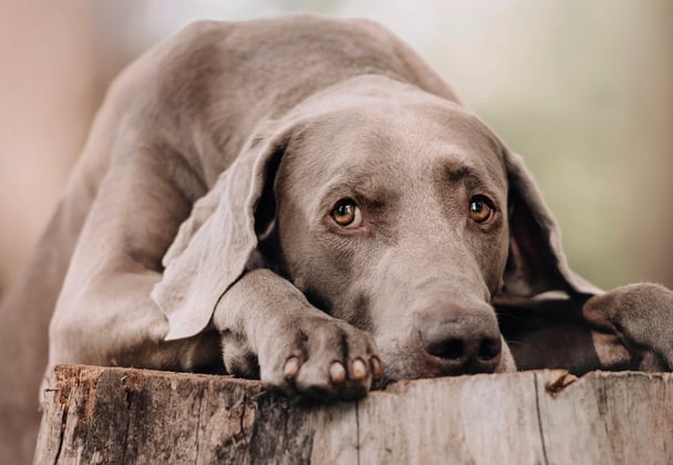 A weimaraner resting its head on a tree stump.