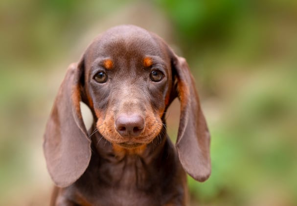 A puppy brown mini dachshund looking into the camera lens.