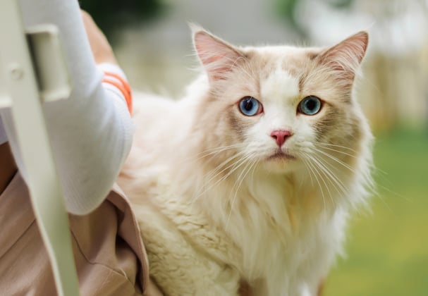 A cream coloured ragdoll sat outdoors.