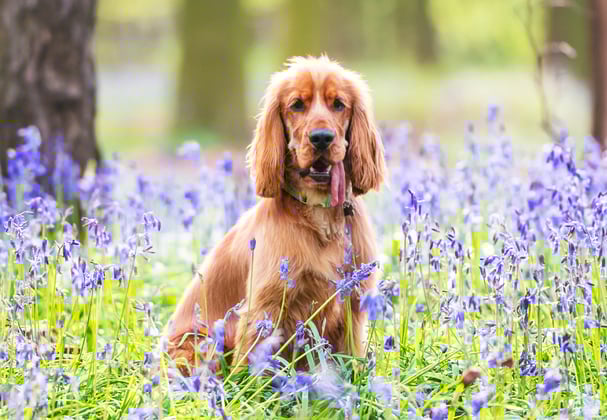 Golden Cocker Spaniel sitting in field of bluebells