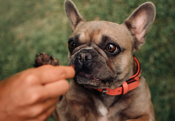 A french bulldog with its paw being held by a hand.