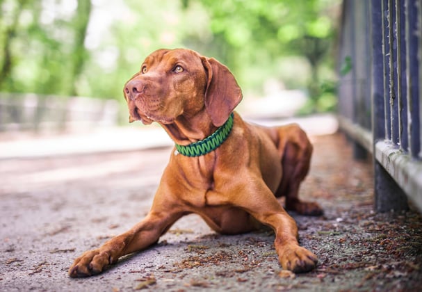 A hungarian vizsla sitting on the floor near a metal fence.