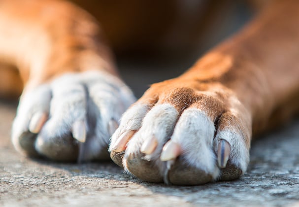 A boxers paws.