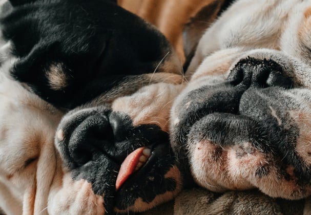 Two bulldogs sleeping with their heads next to each other