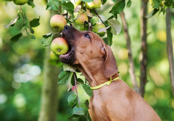 A ridgeback dog biting an apple.