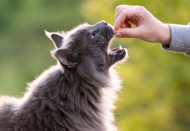 A hand feeding a cat a biscuit outdoors.