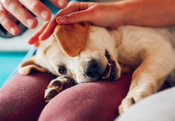 A little puppy resting his head.